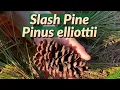 Download Lagu Meet the Slash Pine! Pinus elliottii 🌿
