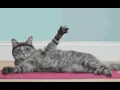 hi gif