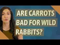 Are carrots bad for wild rabbits