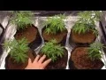 ProMaxGrow Max 1200 - Update Pt 2