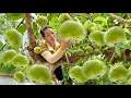 Lagu Harvesting Rare Wild Fruits on a Lucky Foraging Journey for Sell at Market | Trieu Huong Daily Life