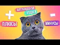 Lagu ПЛЮСЫ И МИНУСЫ ШОТЛАНДСКОЙ КОШКИ