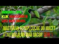 Download Lagu TERAPI CUCAK IJO MACET ATAU BAKALAN AGAR CEPAT GACOR (SERI 1)
