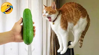 You Laugh You Lose 🤣 Ultimate Funny Animal Videos 🐶😹