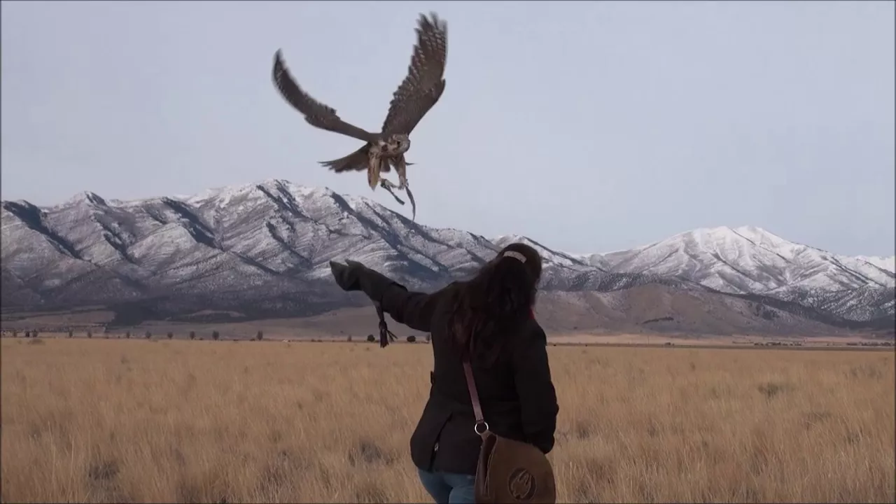 Training a falcon with a pigeon