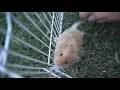 a tribute to our hamster