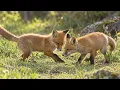 Incredibly Beautiful Music for the Soul | The Most Touching Music & the Amazing World of Animals
