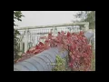 Sunflower Thieves - I Don't Know Why [Official Video]