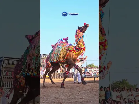 Dancing Camel Goes Viral #Camel #CamelDance #AnimalShorts #ViralShorts #Shorts #Trending #Dance