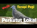 Terapi Perkutut lokal | Terapi Pagi | Wajib