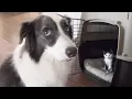 Download Lagu Border Collie Shocked by Tiny Rescued Kitten Occupying Her Crate
