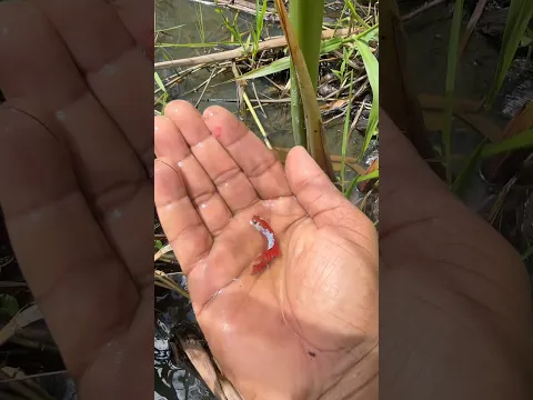 Peces beta  en laguna