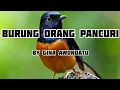 BURUNG ORANG PANCURI BY GINA AWONDATU