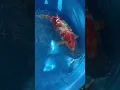 Download Lagu Can you name this type of koi? #shorts #japanesekoi #koi