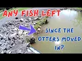 Any FISH Left Since the OTTERS Moved In?- Watch and SEE!!/Fishing With HAIR Jigs