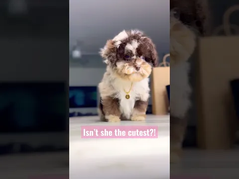 Too cute! #puppy #cutepuppy #toypoodle #poodle