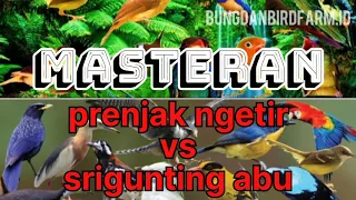 masteran rapat sejalur prenjak betina vs srigunting abu 