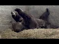 Randy and Leo - what hibernation REALLY looks like
