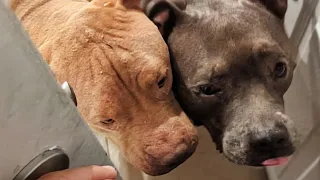 Talking Pitbull Has To Help Get Groceries Every Time His Owner Comes Home! 