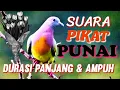 Download Lagu #suara_pikat #punai ,Durasi panjang, suara jernih dan, terbukti Ampuh. #berburu  (#Hunting_punai)
