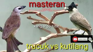 perang masteran burung trucuk vs kutilang bikin berisik cocok buat mikat kutilang atau trucuk 