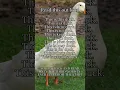 Download Lagu Duck #duck #memes #funny #funnyshorts