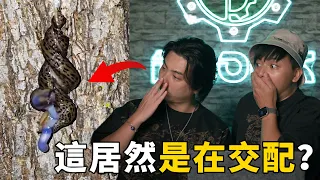 【那些地球上的怪奇生物】“男上加男”就算了，蛞蝓居然還會咬掉對方的那個器官···
