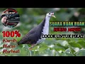 SUARA RUAK RUAK PALING AMPUH UNTUK PIKAT