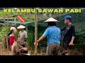 Lagu KELAMBU/JARING  SAWAH PADI | KERJA-KERJA DIKEBUN