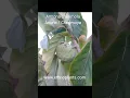 Download Lagu cherimoya, graines d'anone à semer au jardin. #anone #cherimoya #fruits #graines #bio