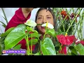 How to Change the Color of Your Anthuriums (Pollinate Them Easily and Quickly)