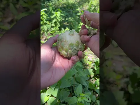 Beautiful Nature with Rural Life - Harvest purple corn, starfruit, custard apple, jackfruit, banana