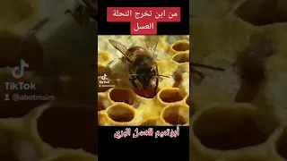 من أين يخرج العسل ابوتميم للعسل البري 