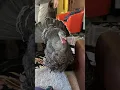 Female turkey hen first time strutting wild and beautiful Unbelievable and rare