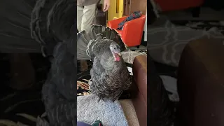 Female turkey hen first time strutting wild and beautiful Unbelievable and rare