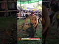 CELENG KUDHO PRANESO#kudalumping #jathilanndadi #jarananndadi #celeng #jathilanklasik #janturan