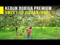 Download Lagu TANAM DURIAN PREMIUM UNTUNG PULUHAN JUTA PER HARI