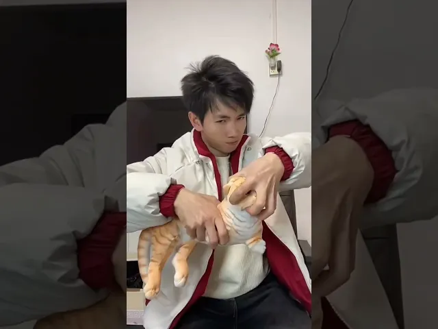 神奇的喵咪
