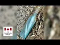 Download Lagu N.L. couple's message in a bottle found in Ireland 13 years later