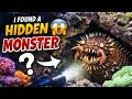 The Curiosity Hook I Found a HIDDEN MONSTER in My Reef Tank