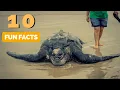 10 Fun Facts About Leatherback Sea Turtles you Probably Don t Know