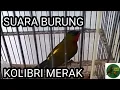 Download Lagu SUARA BURUNG KOLIBRI MERAK