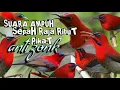 Download Lagu suara pikat burung madu sepah raja ribut paling ampuh terbukti || pikat burung Kolibri sepah raja
