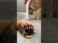 Download Lagu A death worm…in real life? #horror #deathworm #cat
