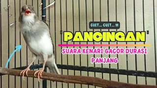 Download Suara PANCINGAN Kenari PAUD BeLajar Bunyi NgeriwiK || MASTERAN Kenari PAUD Cuit CuiT #92 MP3