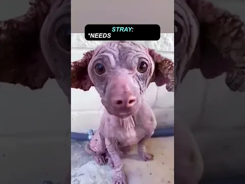 Girl gives stray dog a new home ❤️