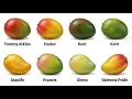 Every Mango Explained