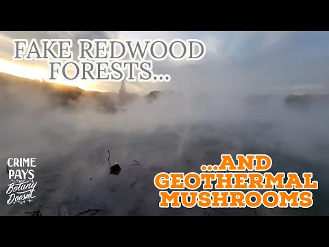 Download MP3 Fake Redwood Forests \u0026 Geothermal Mushrooms