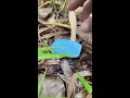survival skills and smart ideas useful