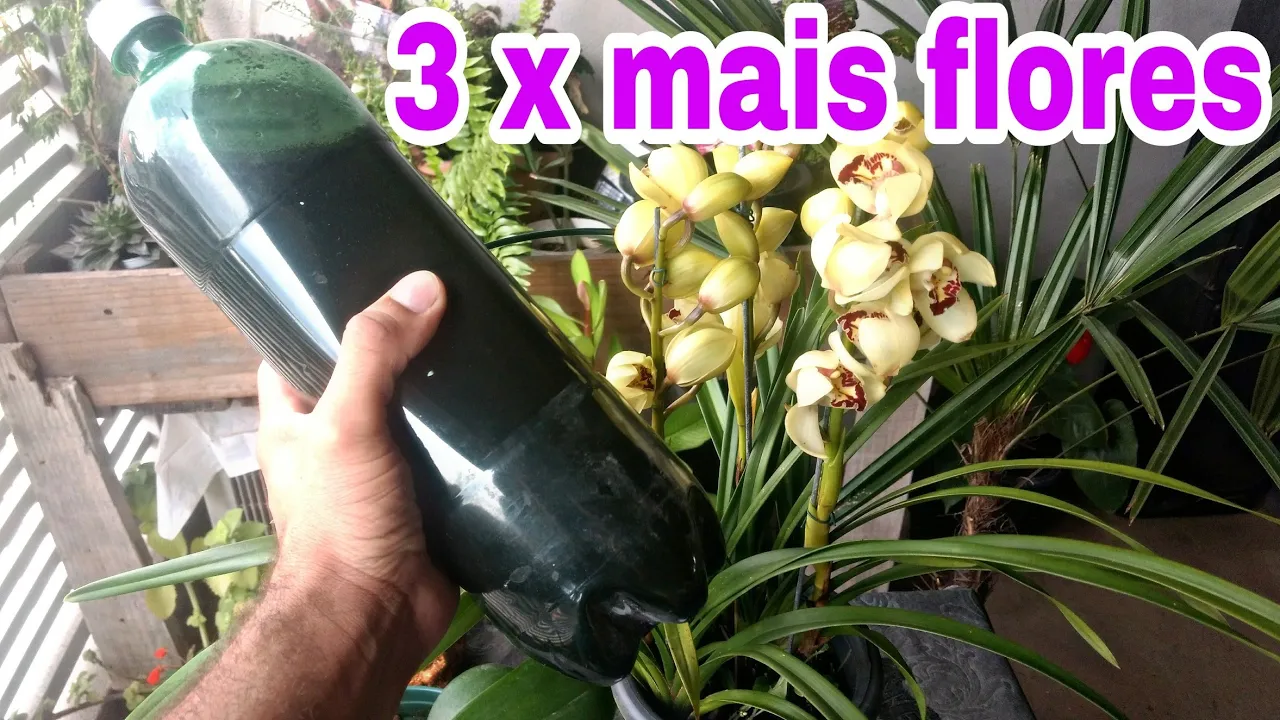 FAÇA SUA ORQUÍDEA FLORIR 3 VEZES MAIS